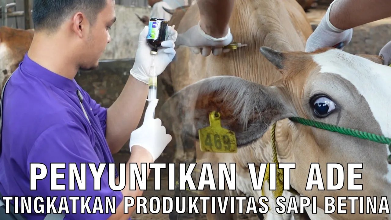 
                                 Penyuntikan-Vit-ADE-Tingkatkan-Produktivitas-Sapi-Betina